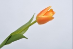 Tulp oranje 36cm